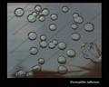 haemophilus influenzae